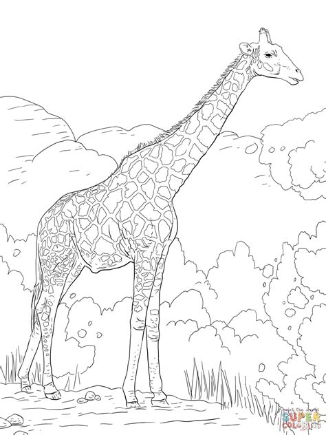 Baby Giraffe Realistic Giraffe Coloring Pages