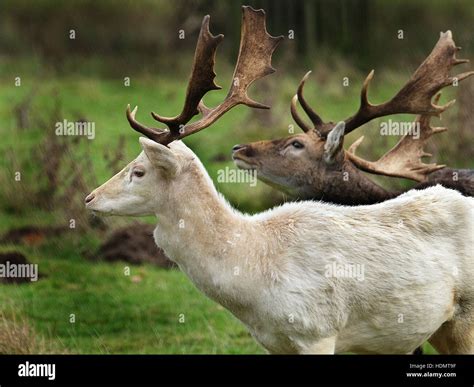 Rare White Fallow Deer Stag In Country Park With Red Stag Stock Photo