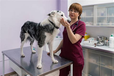 Build A Strong Veterinary Culture In 5 Steps Vitusvet