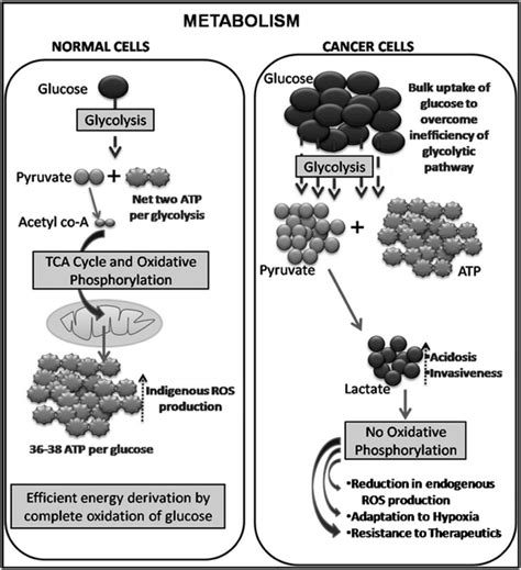 Representation Of Metabolic Alteration Glycolytic Phenotype In Cancer