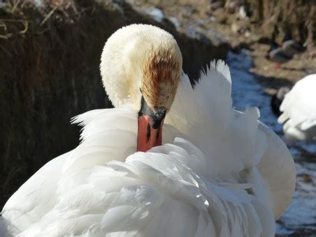 Fotos gratis agua pájaro blanco lago animal río fauna silvestre