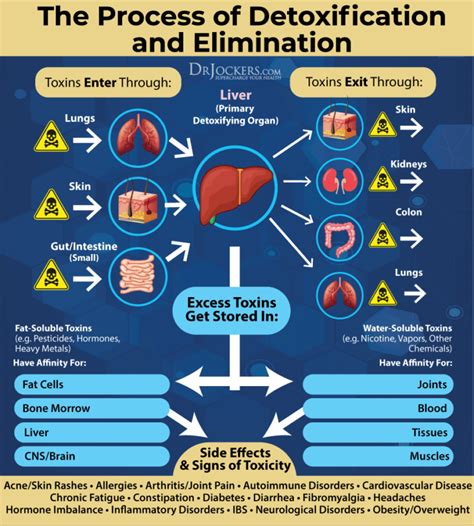 Testing Liver Function Key Lab Markers And Functional Analysis