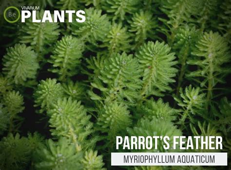 Myriophyllum Aquaticum "Parrot's Feather" Plant Care Guide