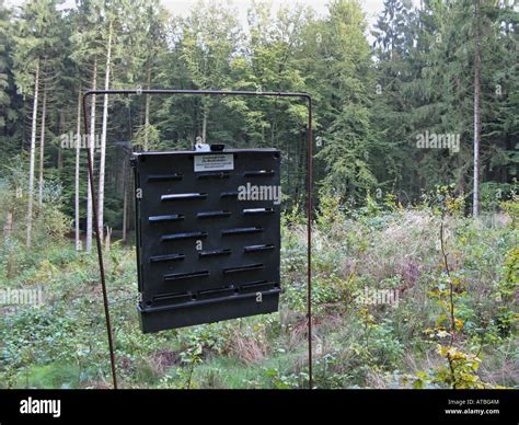 ambrosia beetle-trap in a spruce forest Stock Photo - Alamy