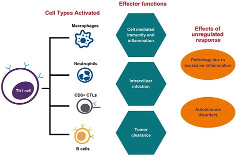 T Helper Cells Overview Thermo Fisher Scientific Us