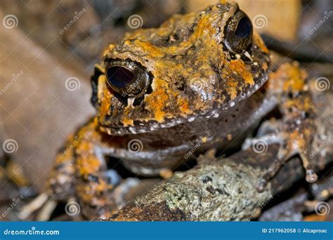 Tropical Frog Corcovado National Park Costa Rica Stock Photo Image