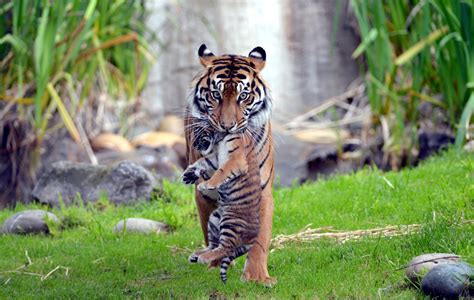 Tiger Takes Her Cub To The Safe Area Photo | One Big Photo