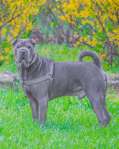 25 Shar Pei Colors And Markings With Pictures
