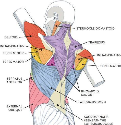 Muscles Of The Torso Unlabeled Muscles Of The Neck And Torso Classic ...