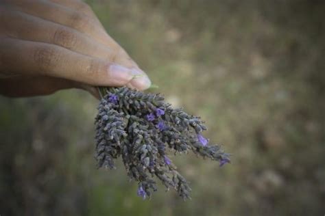 Lavender Herbal Stress Relief The Practical Herbalist