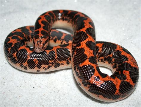 Kenyan Sand Boa Eryx Colubrinus Loveridgei Brian Bradley Flickr