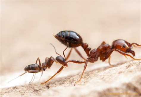 Argentine Ants Vs Fire Ants