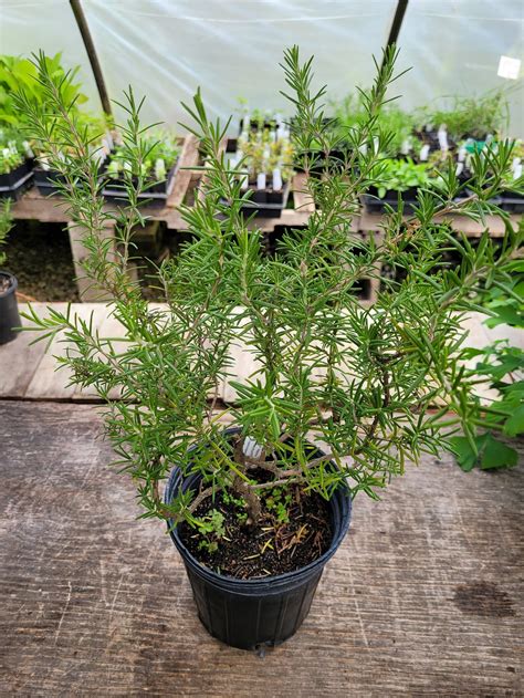 Rosmarinus Off Majorca Pink Rosemary Exact Plant In Etsy