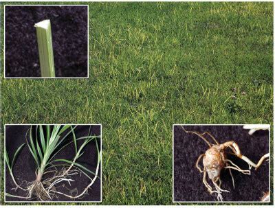 Nutsedge (Nut Grass) Weed Identification Guide