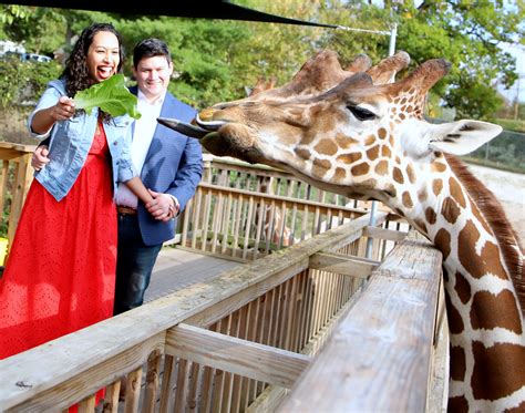 Feed the Giraffes in Norristown, PA | Giraffe Feeding in Montgomery ...