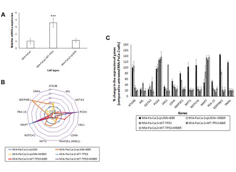 Tp Mir A Associated Signaling Targets Serpine Expression In Human