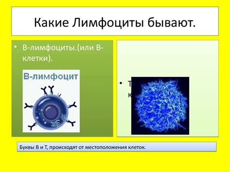 Лимфоциты. Иммунная система - online presentation