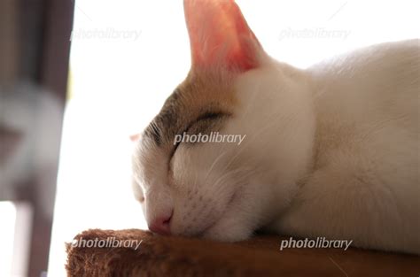 眠る子猫 写真素材 5913163 フォトライブラリー Photolibrary