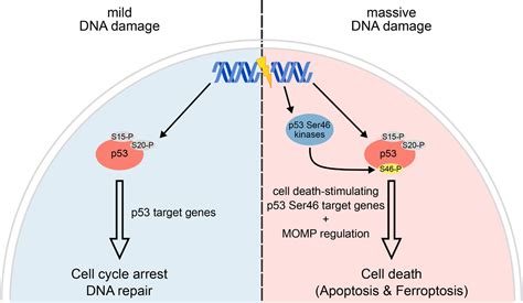 Cell Fate Regulation Upon DNA Damage P53 Serine 46 Kinases Pave The