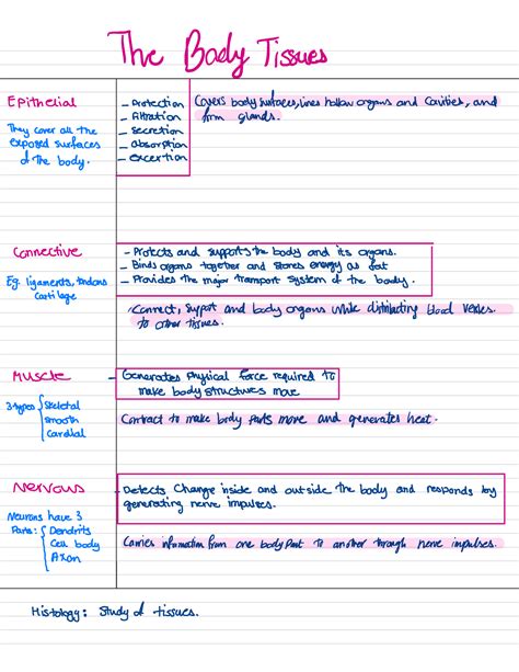 Biosci Notes For Biosci The Body Tissues Epithelial