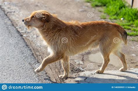 El Perro Corre A Lo Largo De La Acera En El Parque Imagen De Archivo