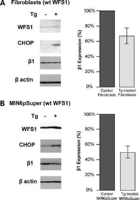 Expression of Na þ K þ ATPase b 1 subunit in WFS1 positive fibroblasts