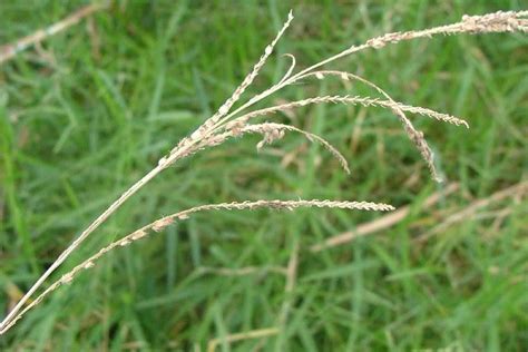 Paspalum Urvillei