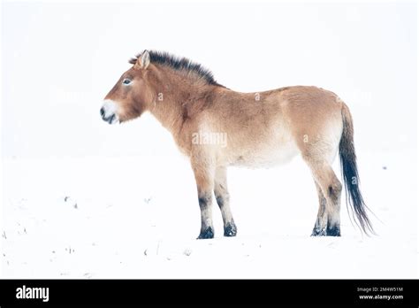 Przewalski's Horse with snow. Mongolian wild horse in nature habitat. Winter nature art. Equus ...