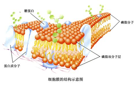 细胞膜结构