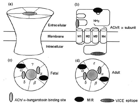 Diagrammatic representation of the structure of the acetylcholine ...