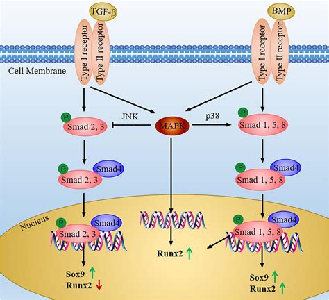 Frontiers Molecular Mechanisms Of Chondrocyte Proliferation And