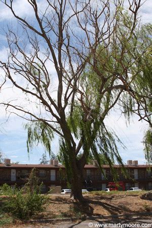 Weeping Willow Trees - Fast Growing Shade Trees for the Desert ...