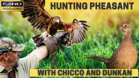 Harris Hawk Hunting Pheasant Poiana Di Harris Caccia Fagiano Youtube