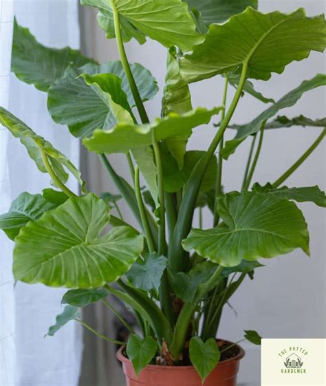 Step By Step Growing Elephant Ears In Pots Successfully The Potted