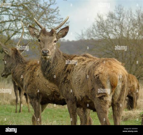 Red Deer At Richmond Park Stock Photo Alamy