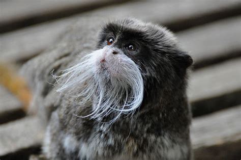 Bearded emperor tamarin - Alchetron, the free social encyclopedia