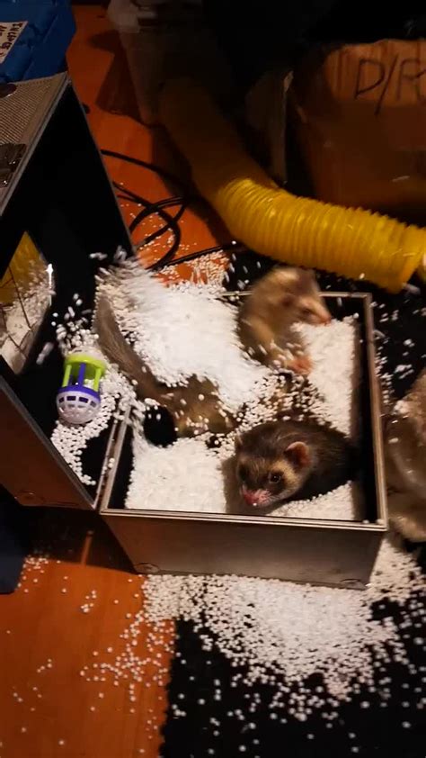 Furry Funny Ferrets Absolute And Utter Chaos As Ferrets Play With Packaging Foam Balls