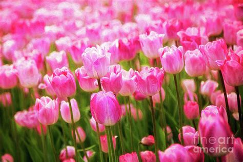 Pink Tulip Field Photograph by Sharon McConnell - Fine Art America