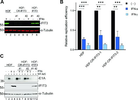 Ifit3 Knockout In Hdf Cells Does Not Affect Interferon Ifn Mediated