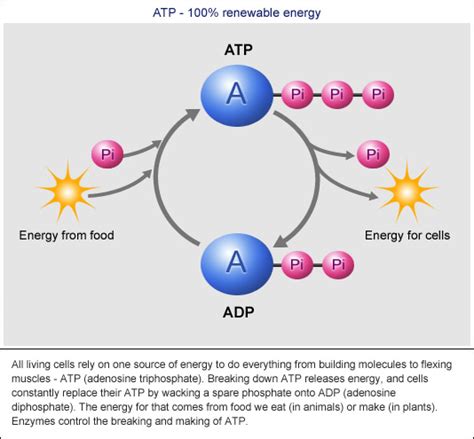 ATP and Sources of Energy.pptx on emaze