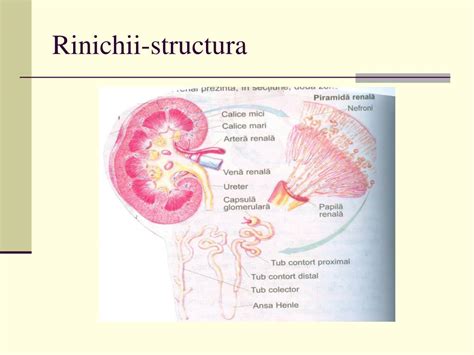 Ppt Sistemul Excretor Powerpoint Presentation Free Download Id1001122