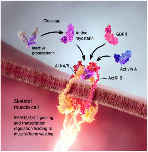 Taldefgrobep Alfa And The Phase 3 Resilient Trial In Spinal Muscular