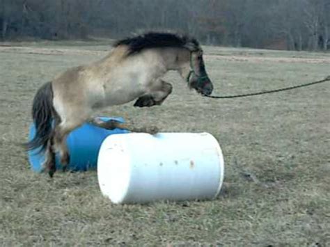 Miniature Horse Jumping - YouTube