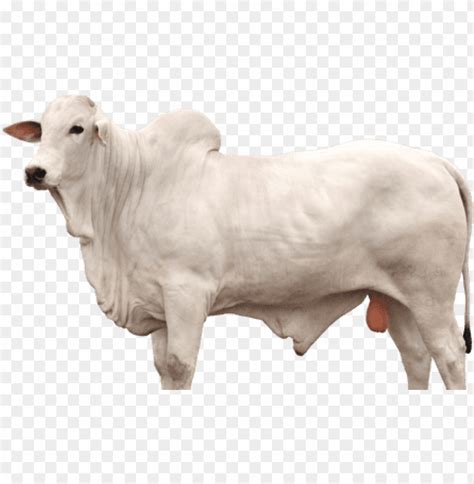 Boi Nelore Png Cattle Png Image With Transparent Background Toppng