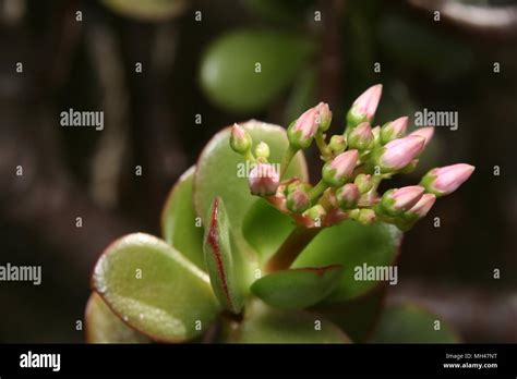 Crassula Ovata Flower Head Stock Photo Alamy