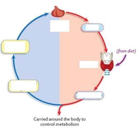 Feedback Loop Diagram Quizlet