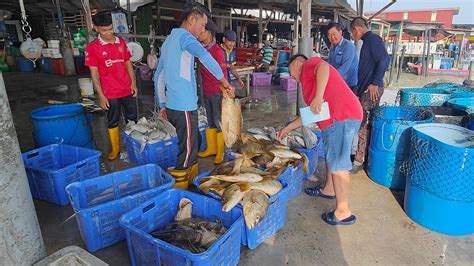 Jual Beli Ikan At Jeti Nelayan Sungai Udang Penang Youtube