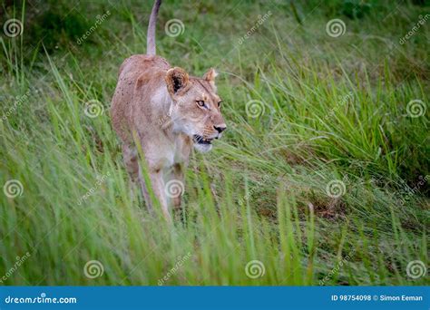 Female Lion Walking In The Grass Stock Photo Image Of Endangered