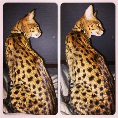 100+ ideas to try about Savannah Cat | Cats, Savannah cats and Bengal cats