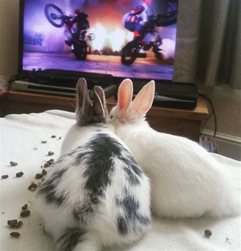 Do Rabbits Like To Watch TV USA Rabbit Breeders